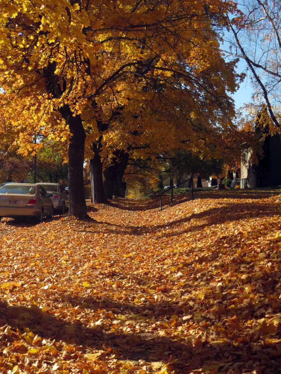 Fall leaves by Susan Fluegel